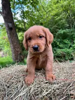 MIngo, a male Golden Retriever for sale in Church Hill, TN – 6 of 9
