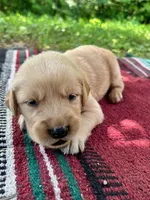 Israel, a male Golden Retriever for sale in Church Hill, TN – 2 of 10