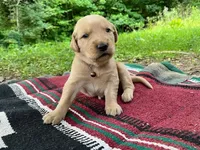 Cincinnatis, a male Golden Retriever for sale in Church Hill, TN – 5 of 9