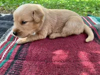 Israel, a male Golden Retriever for sale in Church Hill, TN – 7 of 10
