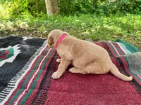 Papoose, a female Golden Retriever for sale in Church Hill, TN – 3 of 9