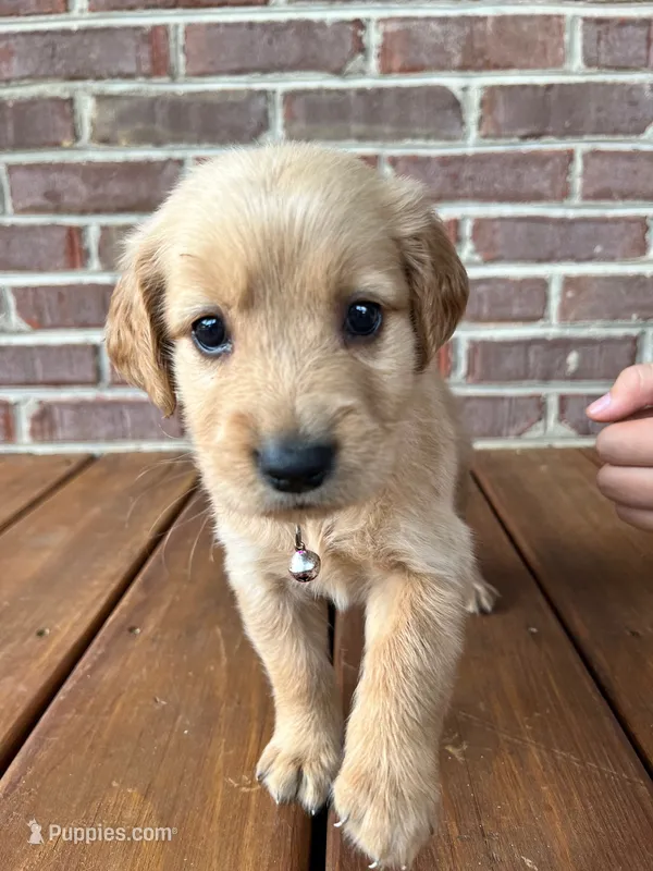 Papoose – Golden Retriever puppy for sale in Church Hill, TN