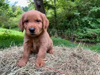 MIngo, a male Golden Retriever for sale in Church Hill, TN – 2 of 9
