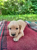 Papoose, a female Golden Retriever for sale in Church Hill, TN – 2 of 9