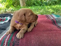 Beckie, a female Golden Retriever for sale in Church Hill, TN – 5 of 10