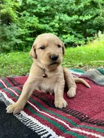 Cincinnatis, a male Golden Retriever for sale in Church Hill, TN – 1 of 9