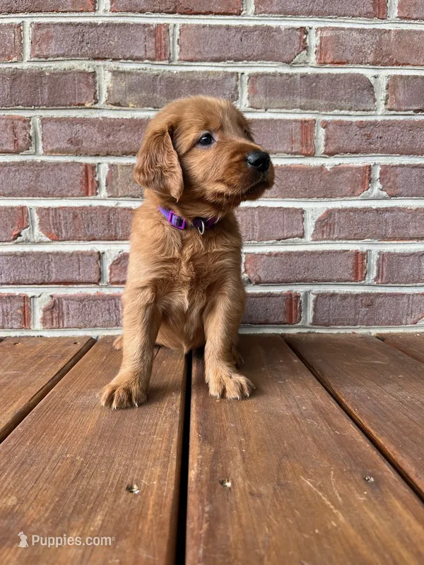 Beckie – Golden Retriever puppy on hold in Church Hill, TN
