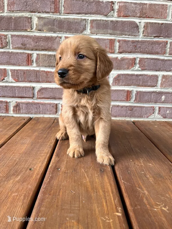 Boone – Golden Retriever puppy for sale in Church Hill, TN