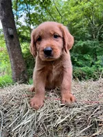 MIngo, a male Golden Retriever for sale in Church Hill, TN – 8 of 9