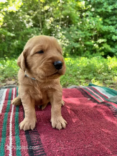 Yadkin – Golden Retriever puppy for sale in Church Hill, TN