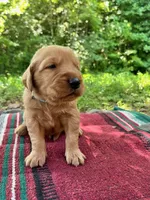 Yadkin, a male Golden Retriever for sale in Church Hill, TN – 1 of 10