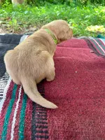 Jemima, a female Golden Retriever for sale in Church Hill, TN – 5 of 8