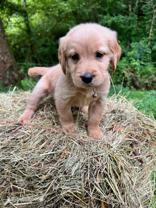 Papoose – Golden Retriever puppy on hold in Church Hill, TN