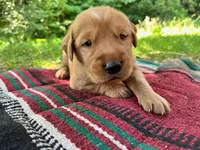 Yadkin, a male Golden Retriever for sale in Church Hill, TN – 7 of 10