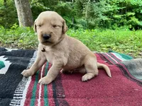 Cincinnatis, a male Golden Retriever for sale in Church Hill, TN – 6 of 9