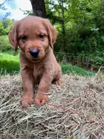 MIngo, a male Golden Retriever for sale in Church Hill, TN – 3 of 9