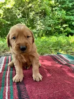 Yadkin, a male Golden Retriever for sale in Church Hill, TN – 8 of 10