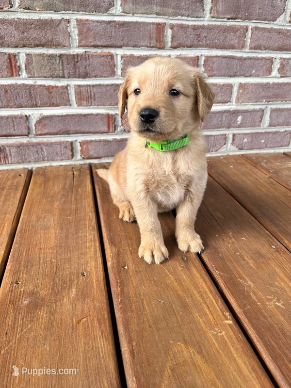 Jemima – Golden Retriever puppy on hold in Church Hill, TN
