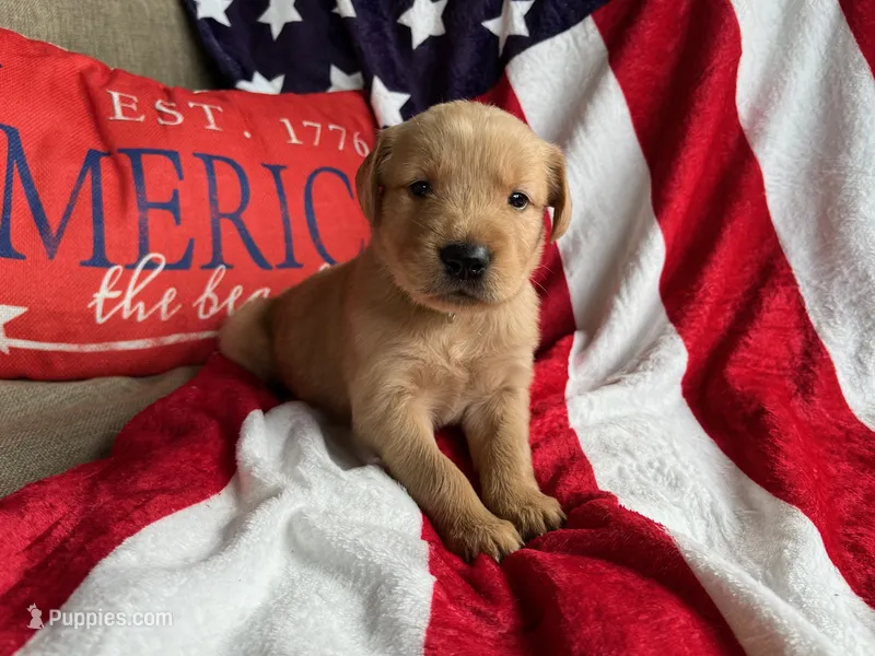 Jemima – Golden Retriever puppy on hold in Church Hill, TN