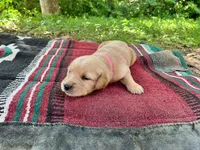 Papoose, a female Golden Retriever for sale in Church Hill, TN – 5 of 9