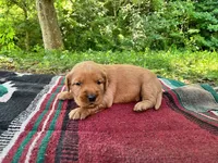 MIngo, a male Golden Retriever for sale in Church Hill, TN – 7 of 10