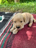 Israel, a male Golden Retriever for sale in Church Hill, TN – 4 of 10