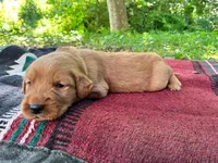 Boone, a male Golden Retriever for sale in Church Hill, TN – 2 of 9