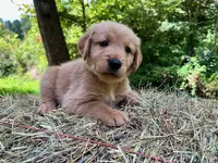 Cincinnatis, a male Golden Retriever for sale in Church Hill, TN – 5 of 10