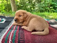 MIngo, a male Golden Retriever for sale in Church Hill, TN – 8 of 10