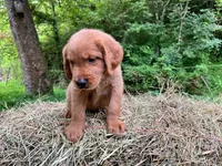 MIngo, a male Golden Retriever for sale in Church Hill, TN – 5 of 9