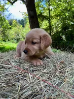 Cincinnatis, a male Golden Retriever for sale in Church Hill, TN – 7 of 10