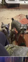 Vera, a female Miniature Schnauzer for sale in Louisville, KY – 10 of 10