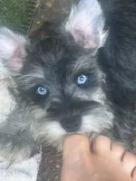 Bradley, a male Miniature Schnauzer for sale in Louisville, KY – 9 of 10
