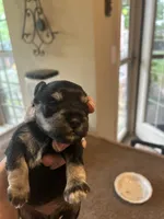 All Colors, Jack and Jill, a female Miniature Schnauzer for sale in Louisville, KY – Photo 3 of 10