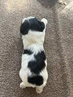 Jack , a male Miniature Schnauzer for sale in Louisville, KY – 4 of 8