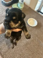 All Colors, Jack and Jill, a female Miniature Schnauzer for sale in Louisville, KY – Photo 6 of 10