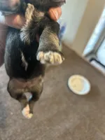 All Colors, Jack and Jill, a female Miniature Schnauzer for sale in Louisville, KY – Photo 5 of 10