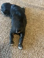 All Colors, Jack and Jill, a female Miniature Schnauzer for sale in Louisville, KY – Photo 9 of 10