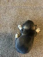 All Colors, Jack and Jill, a female Miniature Schnauzer for sale in Louisville, KY – Photo 10 of 10