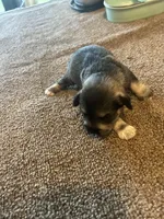 All Colors, Jack and Jill, a female Miniature Schnauzer for sale in Louisville, KY – Photo 8 of 10