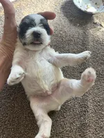 Jack , a male Miniature Schnauzer for sale in Louisville, KY – 7 of 8