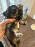 All Colors, Jack and Jill, a female Miniature Schnauzer for sale in Louisville, KY – Photo 2 of 10