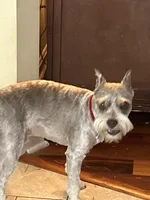 All Colors, Jack and Jill, a female Miniature Schnauzer for sale in Louisville, KY – Photo 1 of 10