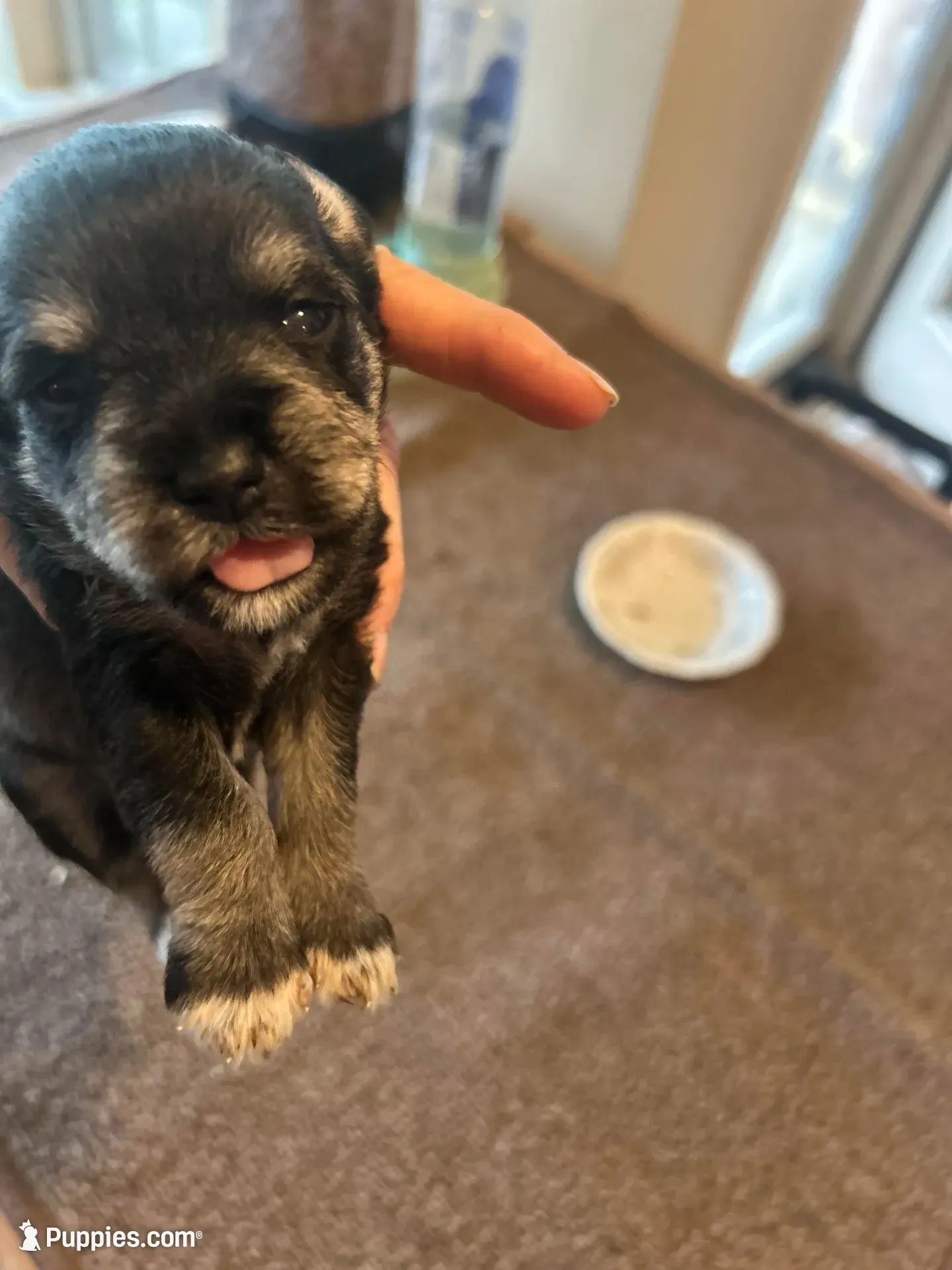 Jack , a male Miniature Schnauzer for sale in Louisville, KY – 6 of 8