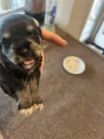 All Colors, Jack and Jill, a female Miniature Schnauzer for sale in Louisville, KY – Photo 4 of 10