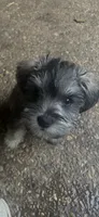 JJillian all Colors, a male Miniature Schnauzer for sale in Louisville, KY – 10 of 10