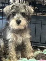 Bradley, a male Miniature Schnauzer for sale in Louisville, KY – 4 of 10