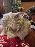 Vera, a female Miniature Schnauzer for sale in Louisville, KY – 7 of 10