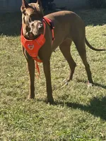 My LeNora, a female Great Dane for sale in Louisville, KY – Photo 7 of 10