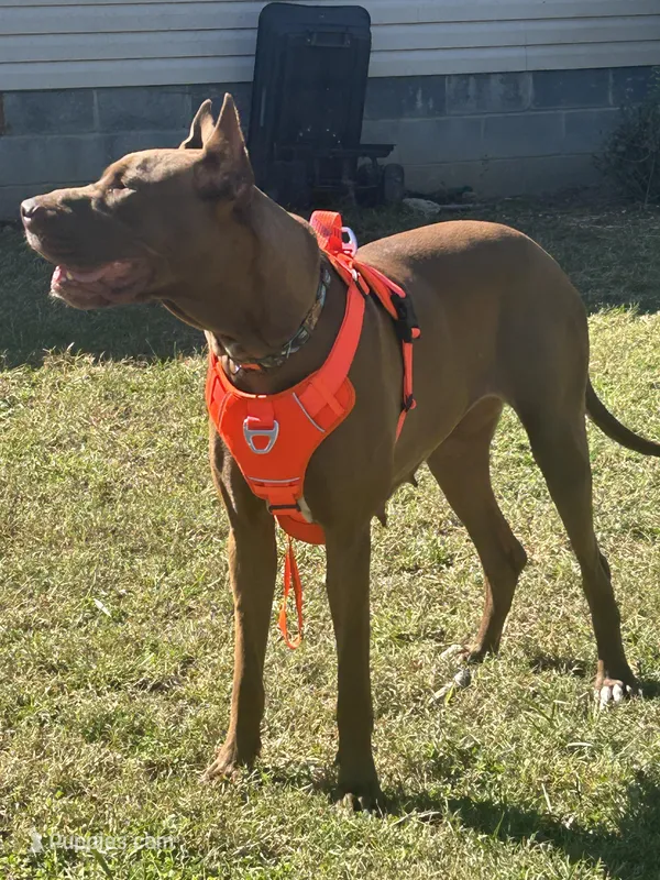 My LeNora – Great Dane puppy for sale in Louisville, KY